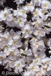 Dianthus plumarius 'Charles Musgrave'             